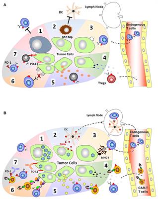 Oncolytic Viruses Partner With T-Cell Therapy for Solid Tumor Treatment